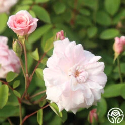 Cécile Brünner™ -Heirloom Roses Cecil Brunner 21