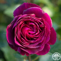 Celestial Night™ -Heirloom Roses Celestial Night 11