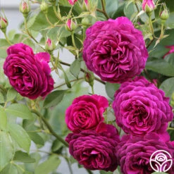 Celestial Night™ -Heirloom Roses Celestial Night 122