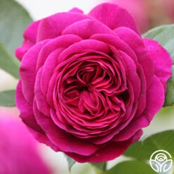 Celestial Night™ -Heirloom Roses Celestial Night 15