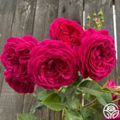 Celestial Night™ -Heirloom Roses Celestial Night 17