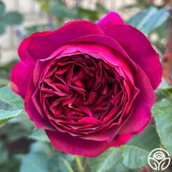 Celestial Night™ -Heirloom Roses Celestial Night 18