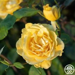 Ch-Ching! -Heirloom Roses Ch Ching 05