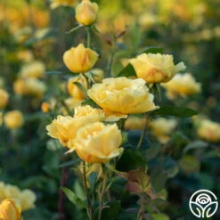 Ch-Ching! -Heirloom Roses Ch Ching 032