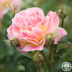 Champagne Cocktail 18 Champagne Cocktail -Heirloom Roses Champagne Cocktail 1