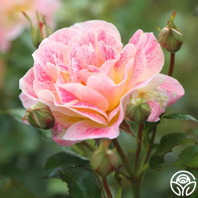 Champagne Cocktail 8 Champagne Cocktail - Image 6