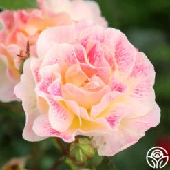 Champagne Cocktail 14 Champagne Cocktail -Heirloom Roses Champagne Cocktail 12