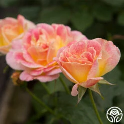 Champagne Cocktail 23 Champagne Cocktail -Heirloom Roses Champagne Cocktail 122