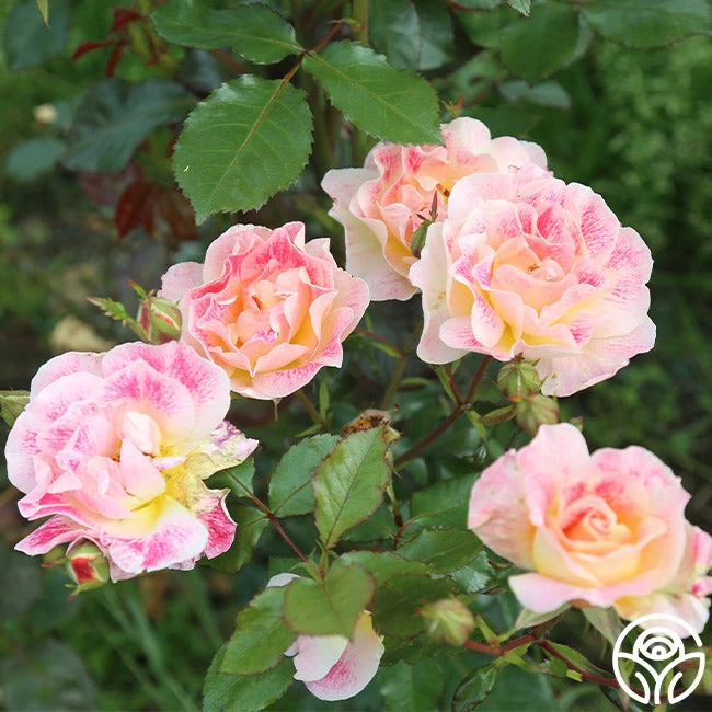 Champagne Cocktail 5 Champagne Cocktail - Image 3