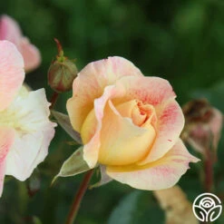 Champagne Cocktail 22 Champagne Cocktail -Heirloom Roses Champagne Cocktail 14