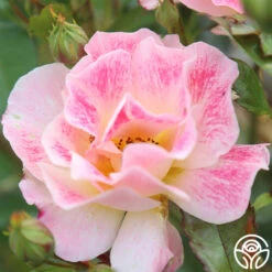 Champagne Cocktail 17 Champagne Cocktail -Heirloom Roses Champagne Cocktail 16