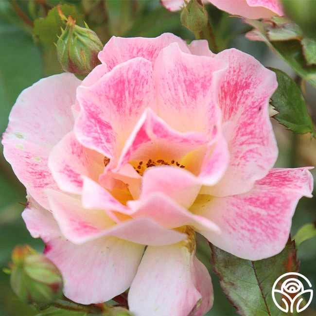 Champagne Cocktail 7 Champagne Cocktail - Image 5