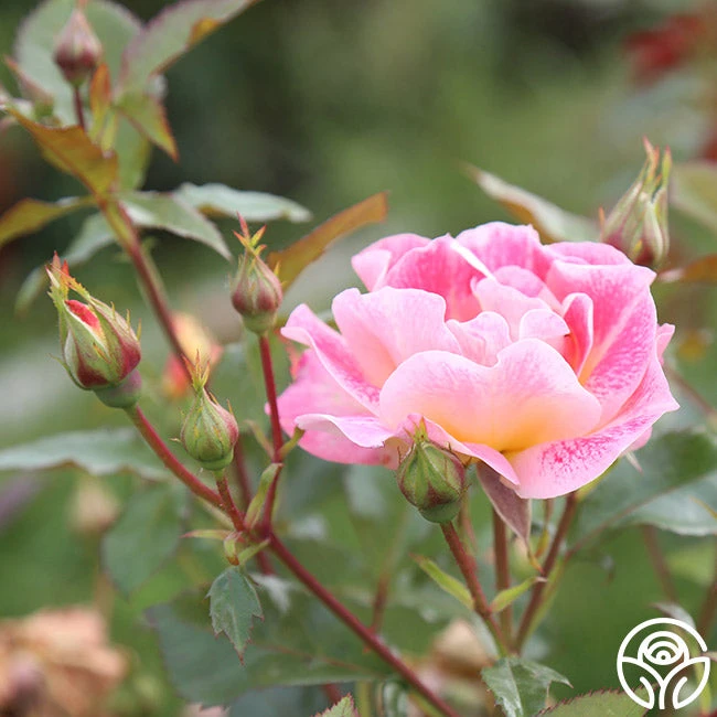 Champagne Cocktail 11 Champagne Cocktail - Image 9