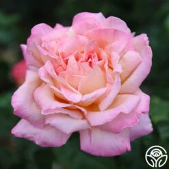 Chicago Peace® 21 Chicago Peace® -Heirloom Roses Chicago Peace 14