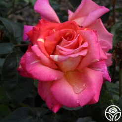 Chicago Peace® 22 Chicago Peace® -Heirloom Roses Chicago Peace 15