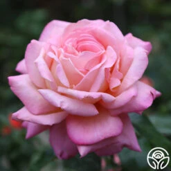 Chicago Peace® 19 Chicago Peace® -Heirloom Roses Chicago Peace 17