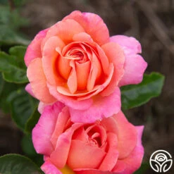Chicago Peace® 17 Chicago Peace® -Heirloom Roses Chicago Peace 234