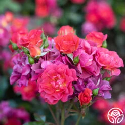 Cinco De Mayo -Heirloom Roses Cinco De Mayo 3456