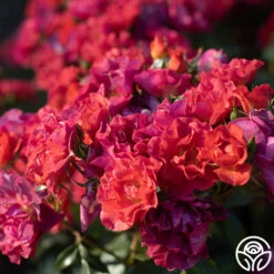 Cinco De Mayo -Heirloom Roses Cinco De mayo 63