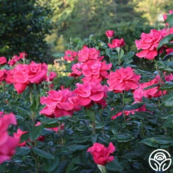 Cinnamon Dolce™ -Heirloom Roses Cinnamon Dolce 11