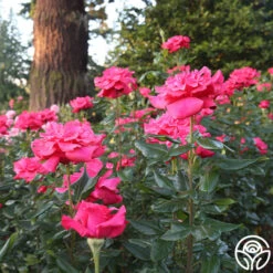 Cinnamon Dolce™ -Heirloom Roses Cinnamon Dolce 12