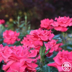 Cinnamon Dolce™ -Heirloom Roses Cinnamon Dolce 13