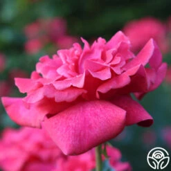 Cinnamon Dolce™ -Heirloom Roses Cinnamon Dolce 14