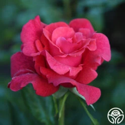 Cinnamon Dolce™ -Heirloom Roses Cinnamon Dolce 16