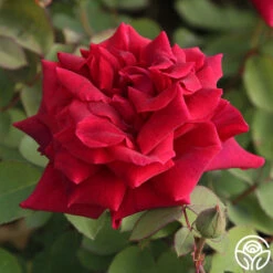 CL Crimson Glory -Heirloom Roses Cl Crimson Glory 11