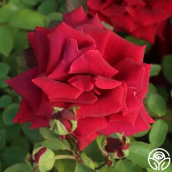 CL Crimson Glory -Heirloom Roses Cl Crimson Glory 12
