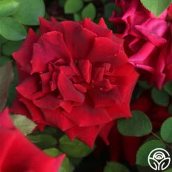 CL Crimson Glory -Heirloom Roses Cl Crimson Glory 13