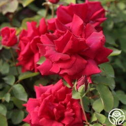 CL Crimson Glory -Heirloom Roses Cl Crimson Glory 17