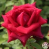 CL Crimson Glory 2 CL Crimson Glory -Heirloom Roses Cl Crimson Glory 18