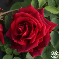 CL Crimson Glory -Heirloom Roses Cl Crimson Glory 20