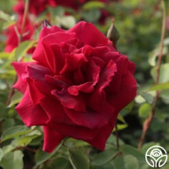 CL Crimson Glory -Heirloom Roses Cl Crimson Glory 22