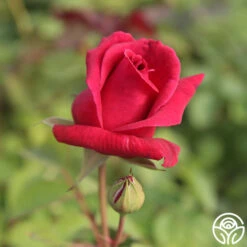 CL Crimson Glory -Heirloom Roses Cl Crimson Glory 25