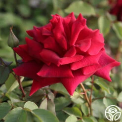CL Crimson Glory -Heirloom Roses Cl Crimson Glory 28