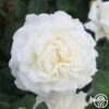 Cloud 10™ 2 Cloud 10™ -Heirloom Roses Cloud 10 00