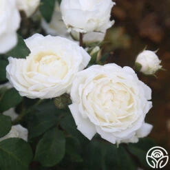 Cloud 10™ -Heirloom Roses Cloud 10 011