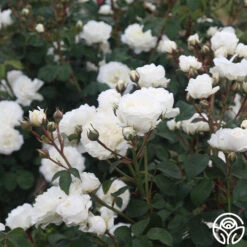 Cloud 10™ -Heirloom Roses Cloud 10 03