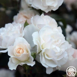 Cloud 10™ -Heirloom Roses Cloud 10 06