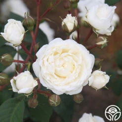 Cloud 10™ -Heirloom Roses Cloud 10 07