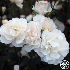 Cloud 10™ -Heirloom Roses Cloud 10 08