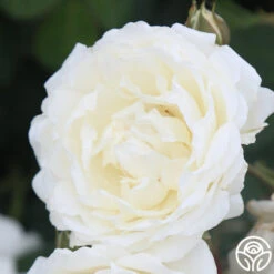 Cloud 10™ -Heirloom Roses Cloud 10 09
