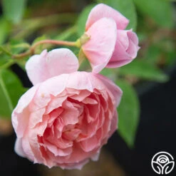 Colette® 19 Colette® -Heirloom Roses Colette 018