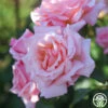 Compassion® -Heirloom Roses Compassion 11