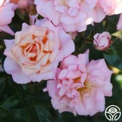 Compassion® -Heirloom Roses Compassion 23