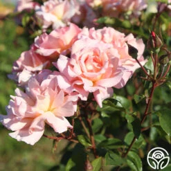 Compassion® -Heirloom Roses Compassion 11