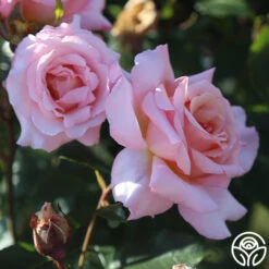 Compassion® -Heirloom Roses Compassion 12