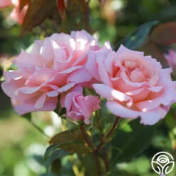 Compassion® -Heirloom Roses Compassion 14
